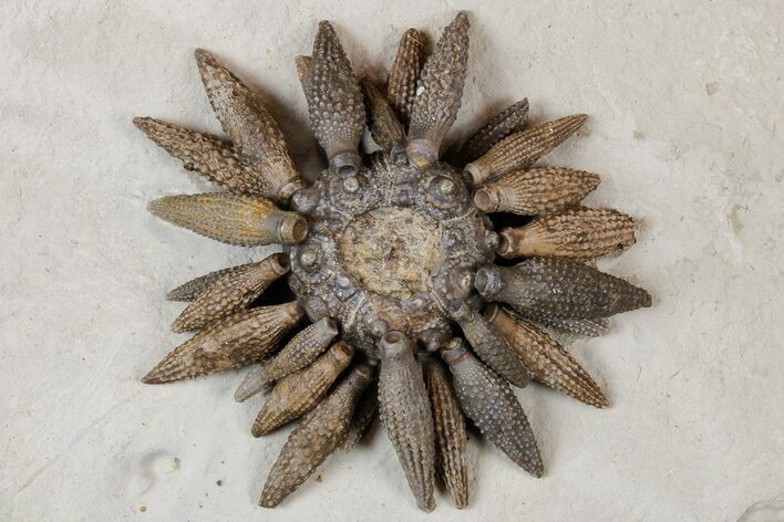 Jurassic Club Urchin (Caenocidaris) - Boulmane, Morocco #179453